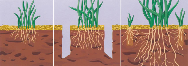 Why Aerate? | Northern Turf Tech